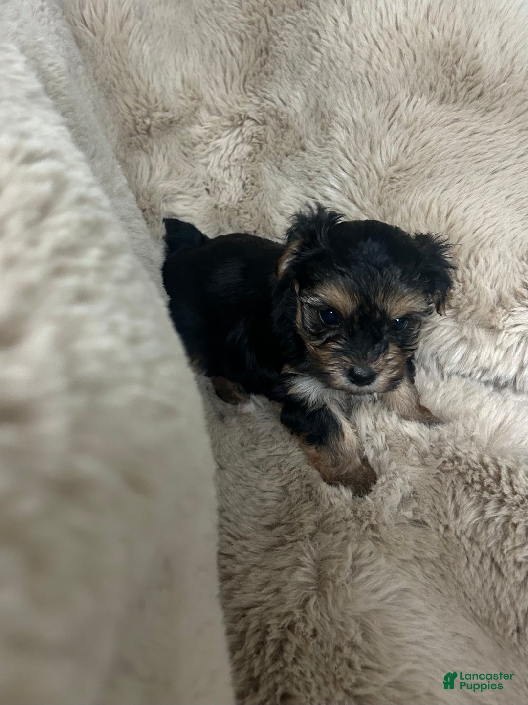 Morkie dogs for sale: Teddy - Ad 3
