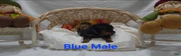 Rottweiler dogs for sale: Blue male - Ad 4