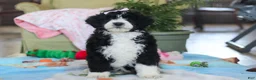 Bernedoodle dogs for sale: Daisy - Ad 1