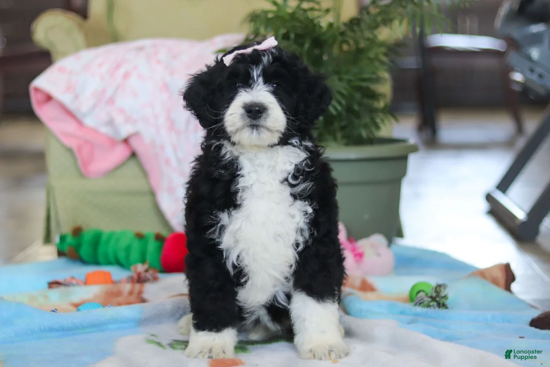 Bernedoodle dogs for sale: Daisy - Ad 1