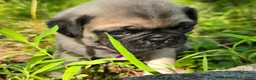 Pug dogs for sale: Manny - Ad 11