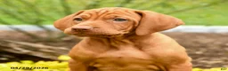 Vizsla dogs for sale: Vashti - Ad 3