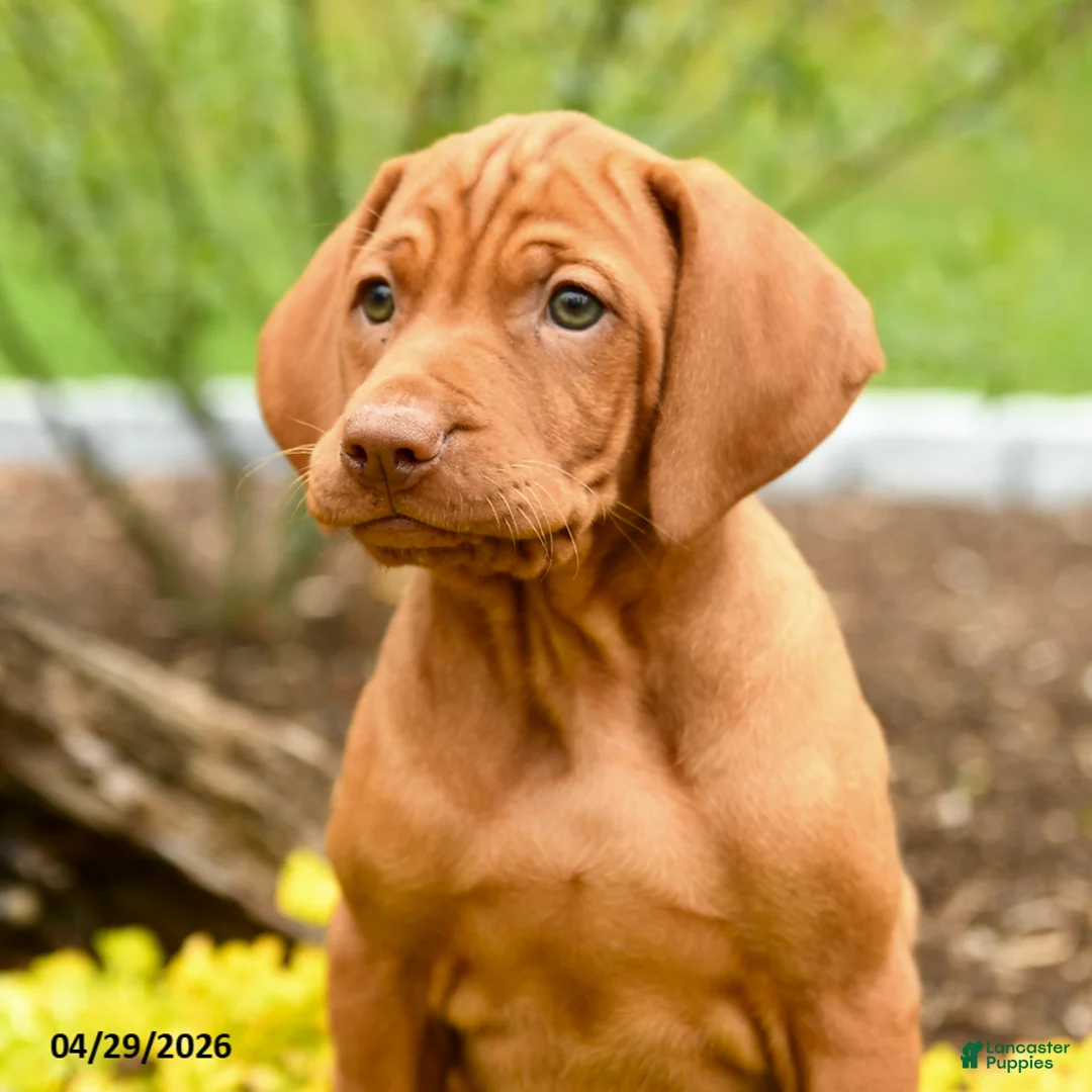 Vizsla dogs for sale: Vashti - Ad 3