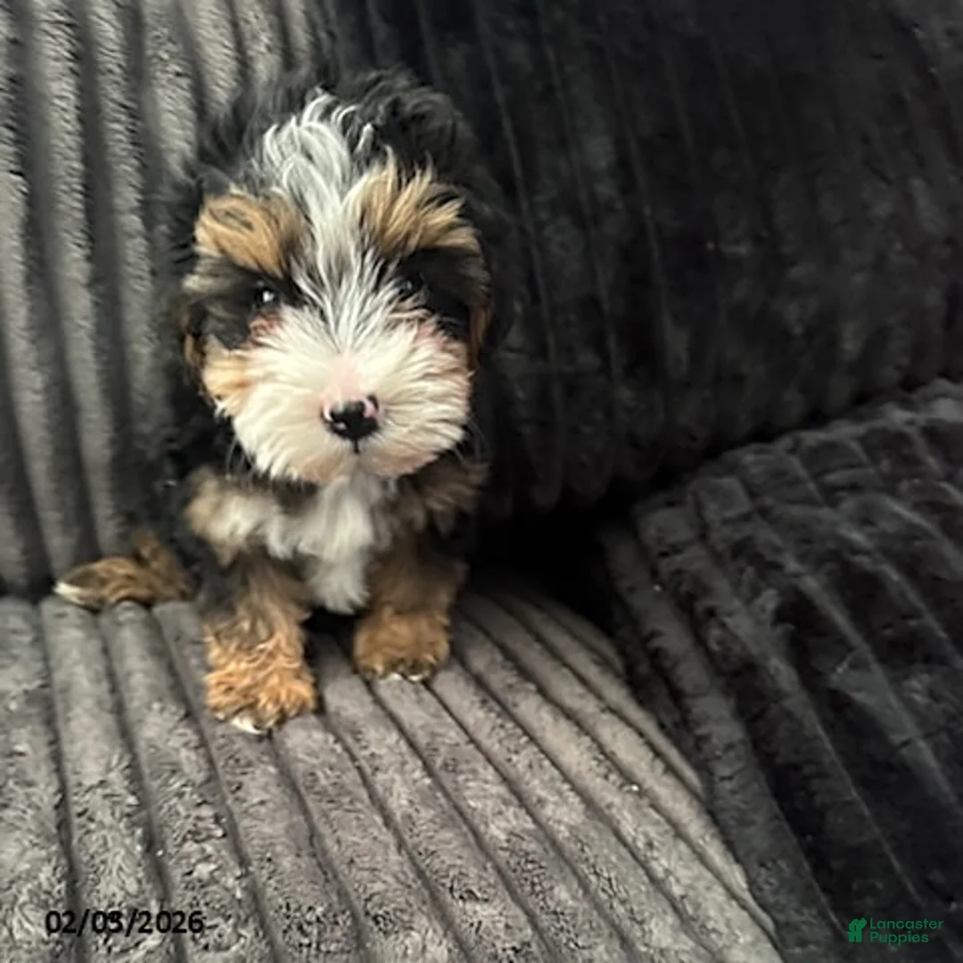 Yorkiepoo dogs for sale: Buddy - Ad 7