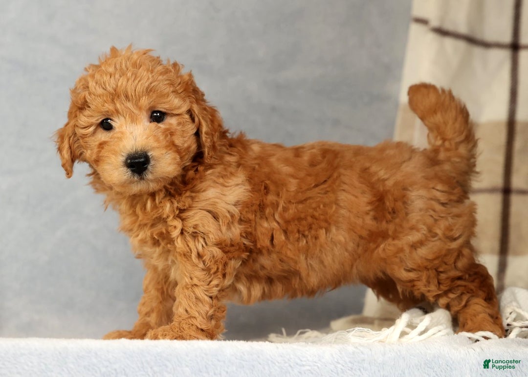 Bichpoo dogs for sale: Carson - Ad 5