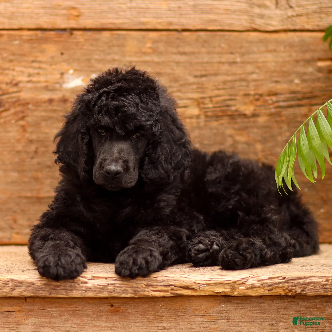 Standard Poodle dogs for sale: Dora - Ad 2