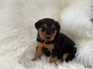 Airedale Terrier dogs Samantha Airedale Terrier Puppy 2 - Ad 4