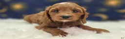 Cavapoo dogs for sale: Iceberg - Ad 7