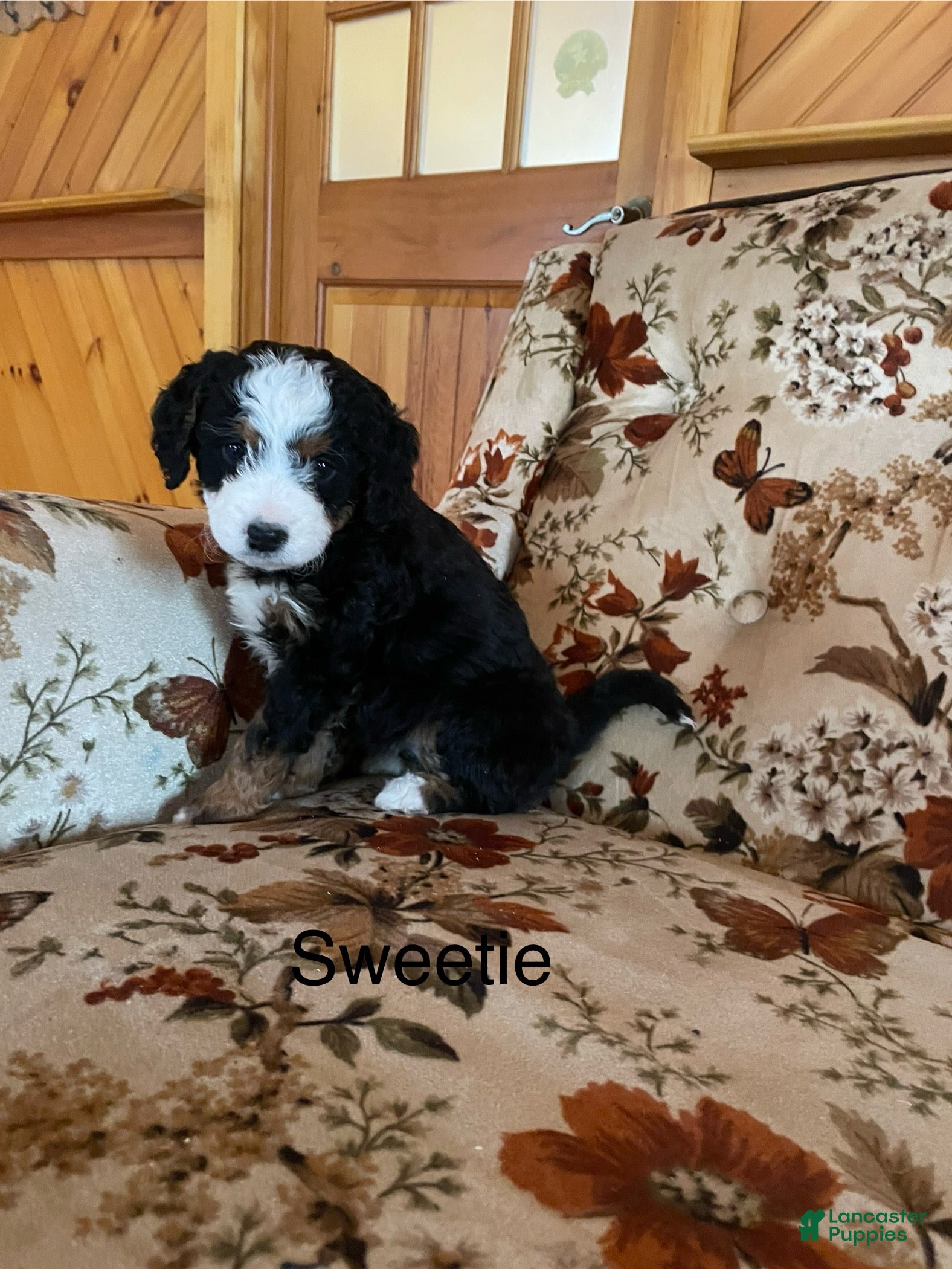 Mini Bernedoodle dogs Mini Bernedoodle Puppy 6 - Ad 20