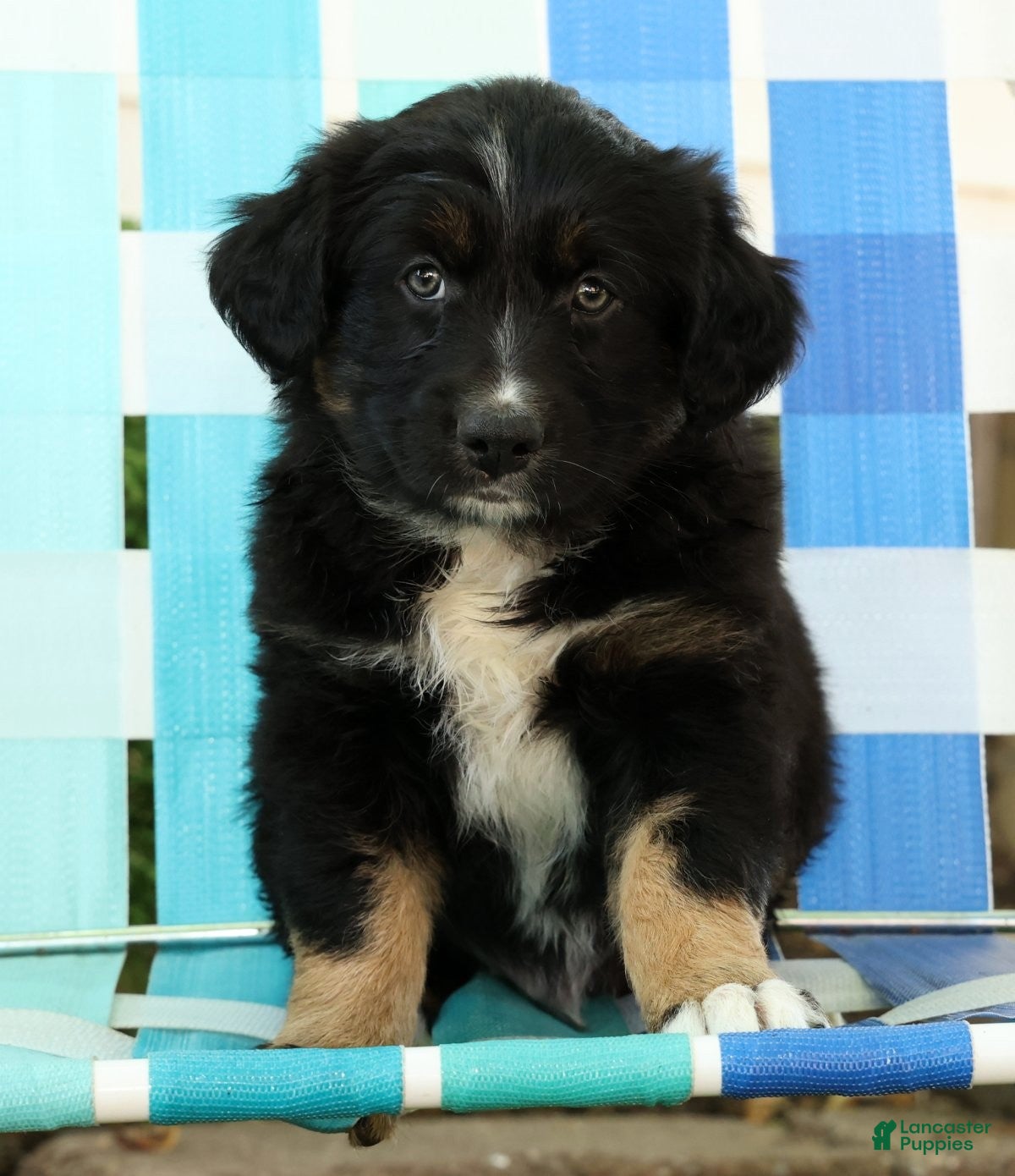 Australian Shepherd dogs for sale: Skyler - Ad 7