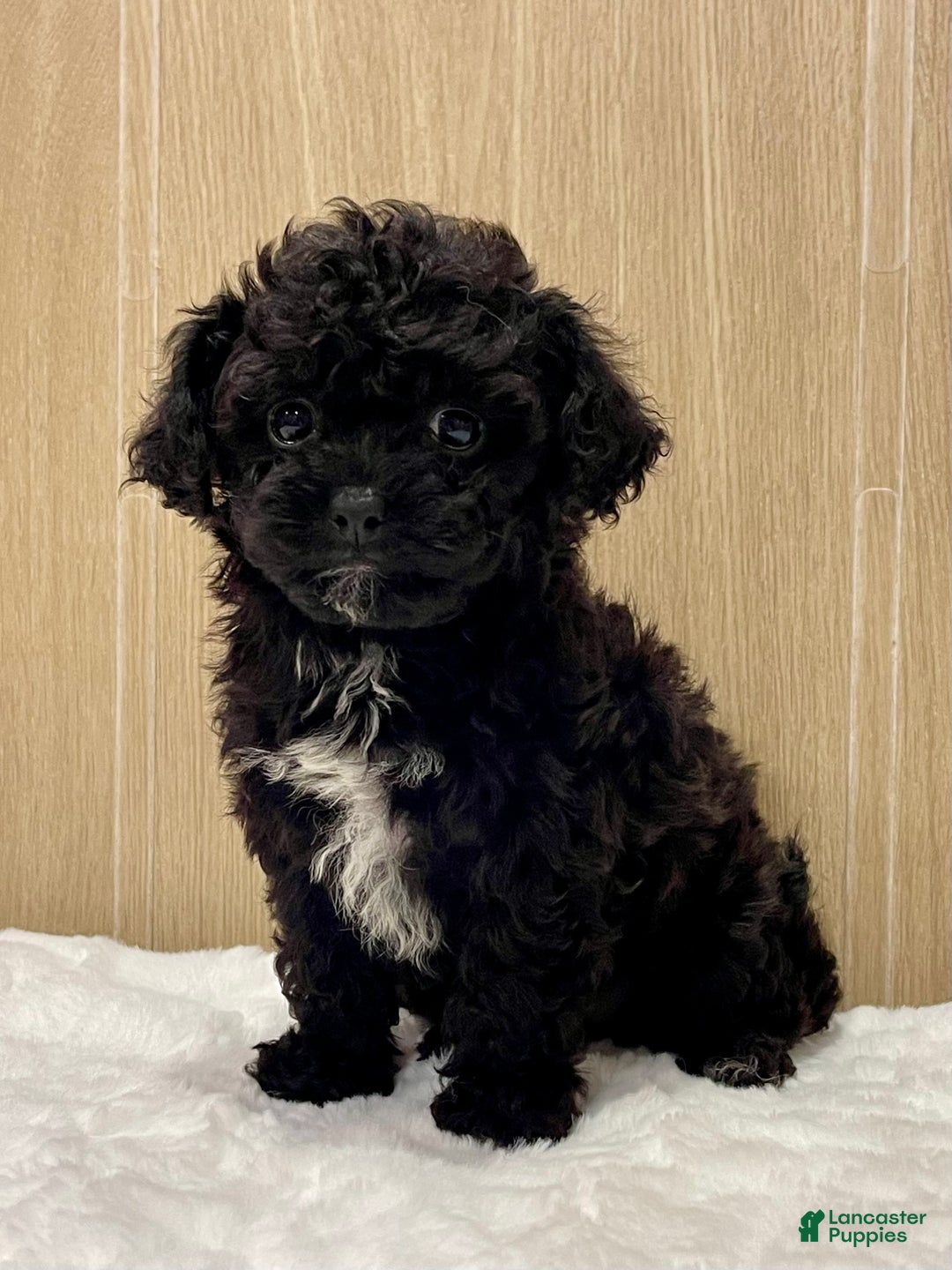 Shihpoo dogs for sale: Angel - Ad 3