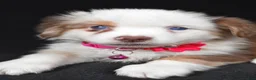 Miniature Australian Shepherd dogs for sale: Donna - Ad 6