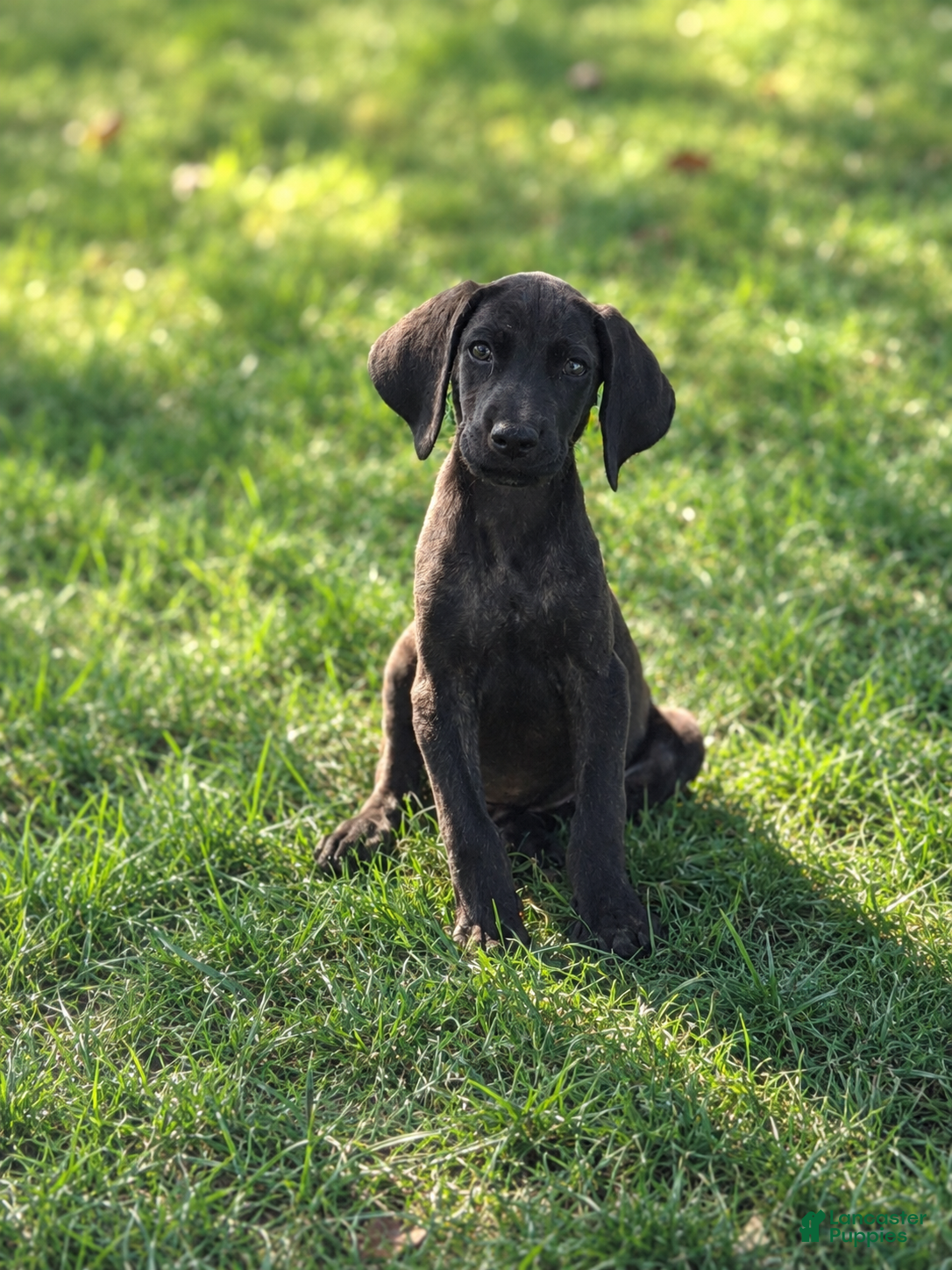 Mixed Breed dogs Bodine $125 - Ad 40