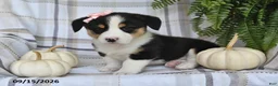 Welsh Corgi Pembroke dogs for sale: Skye - Ad 5