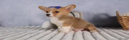 Welsh Corgi Pembroke dogs for sale: Charlie 🐾💙 - Ad 5