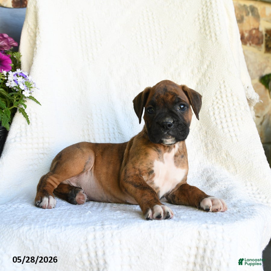 Boxer dogs Radar - Ad 2