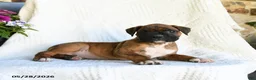 Boxer dogs for sale: Radar - Ad 2