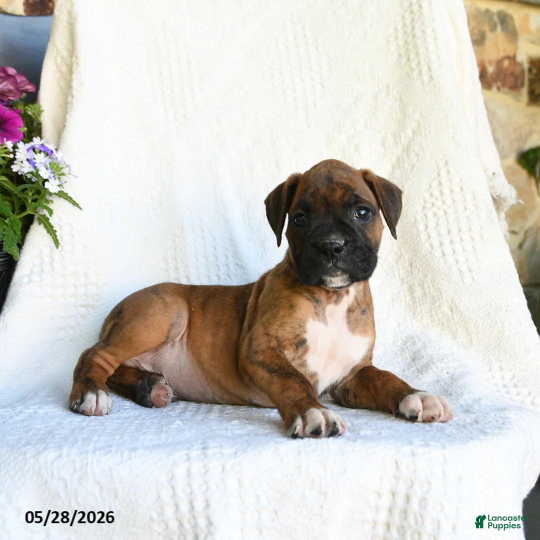 Boxer dogs for sale: Radar - Ad 2