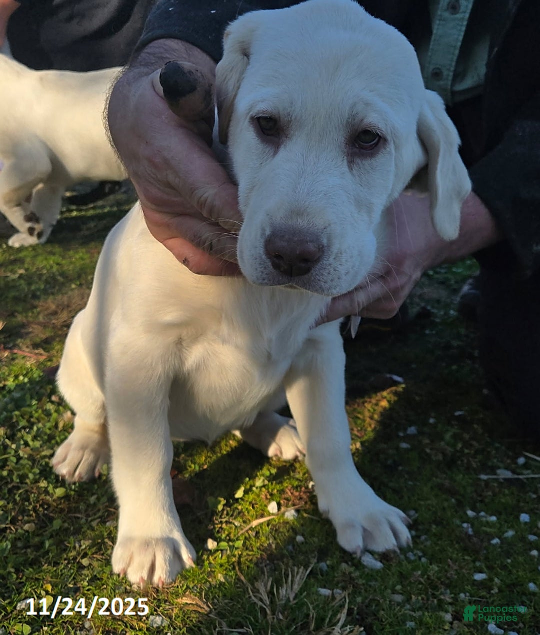 Labrador Retriever dogs for sale: Dolly - Ad 1