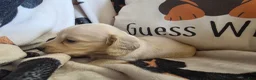 Miniature Dachshund dogs for sale: Sarah - Ad 8