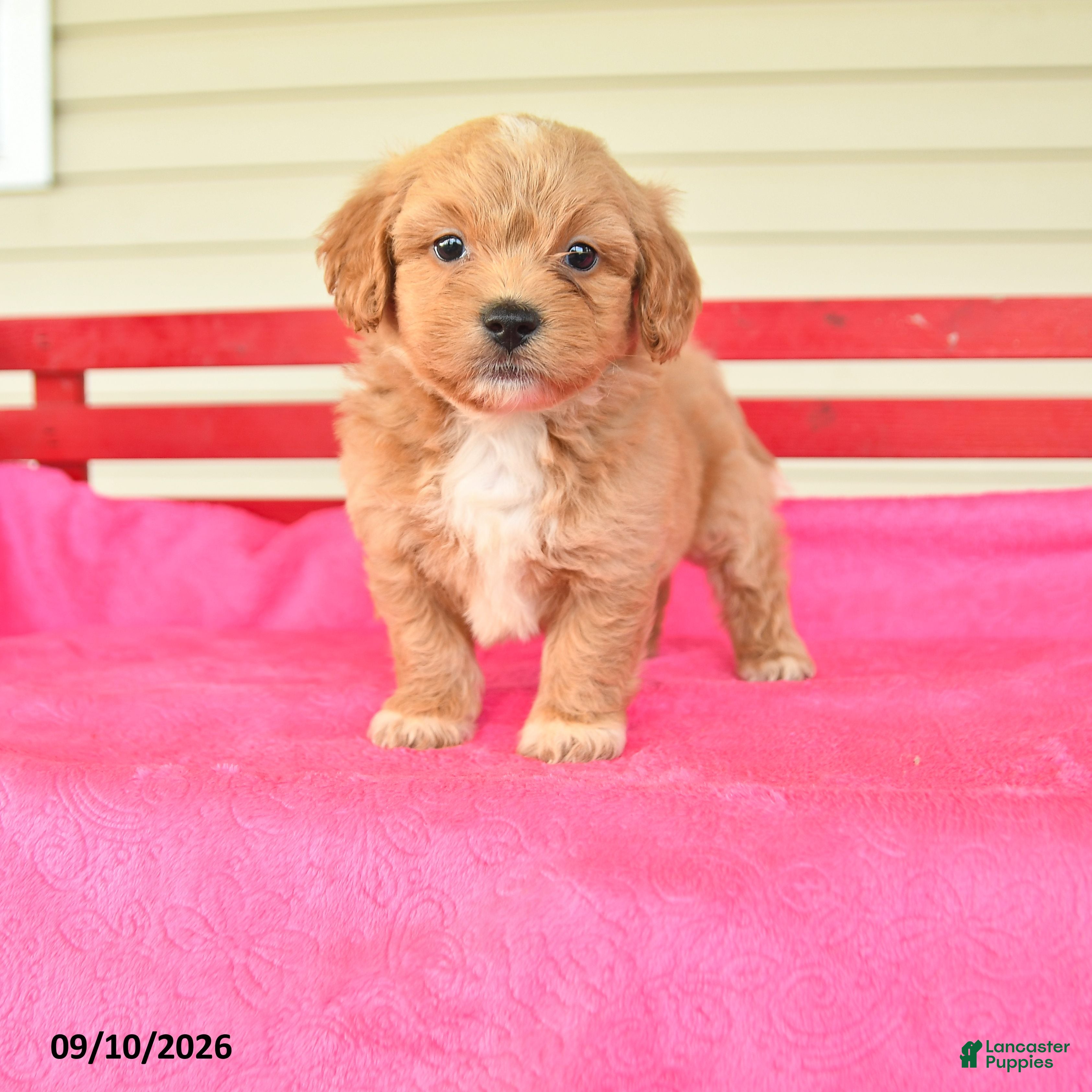 Shihpoo dogs for sale: Rosie - Ad 1