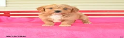 Shihpoo dogs for sale: Rosie - Ad 1