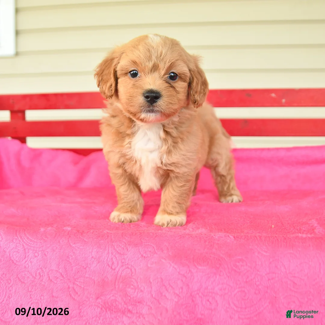 Shihpoo dogs for sale: Rosie - Ad 1