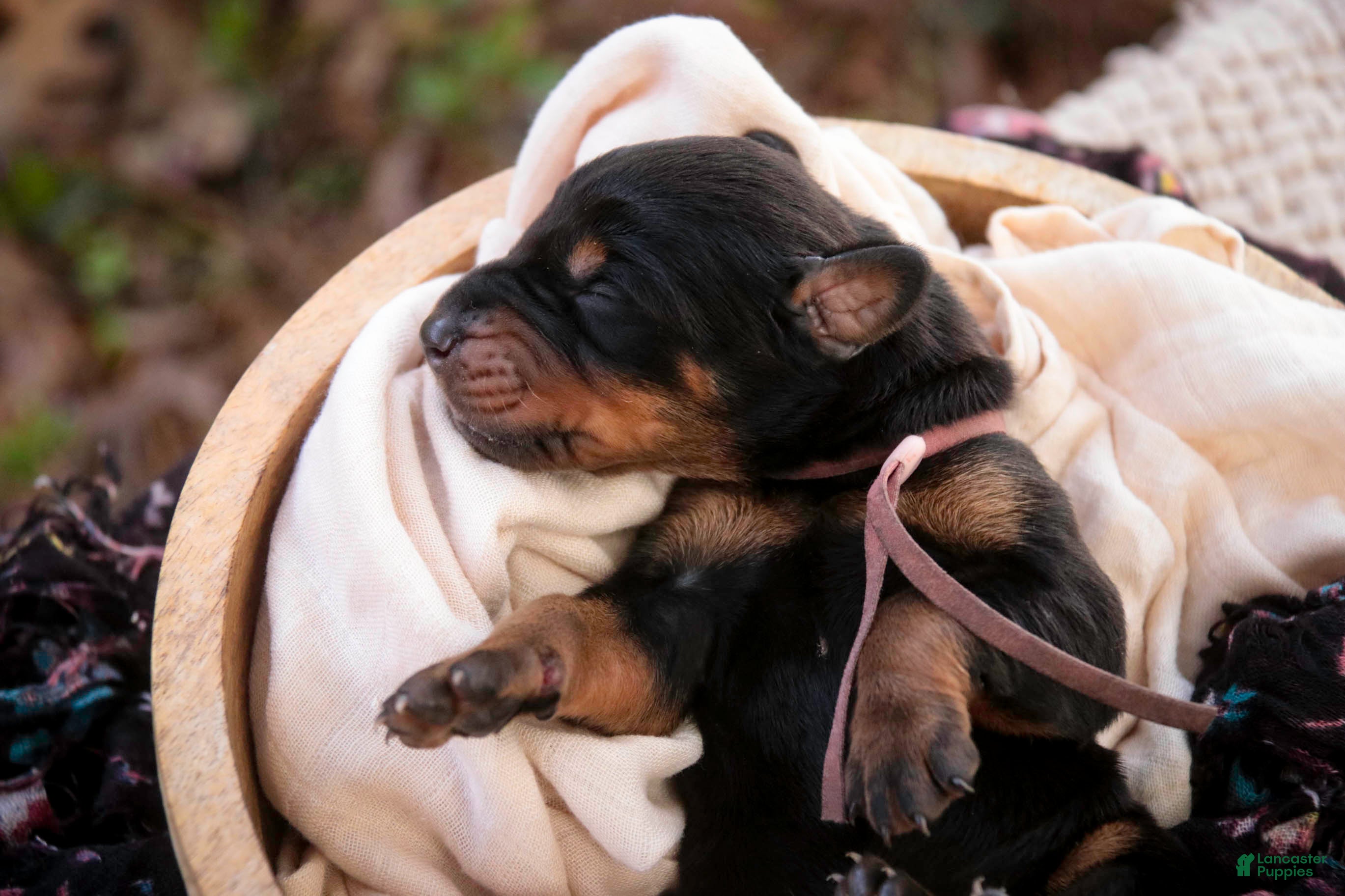 Doberman Pinscher dogs Delphine - Ad 2