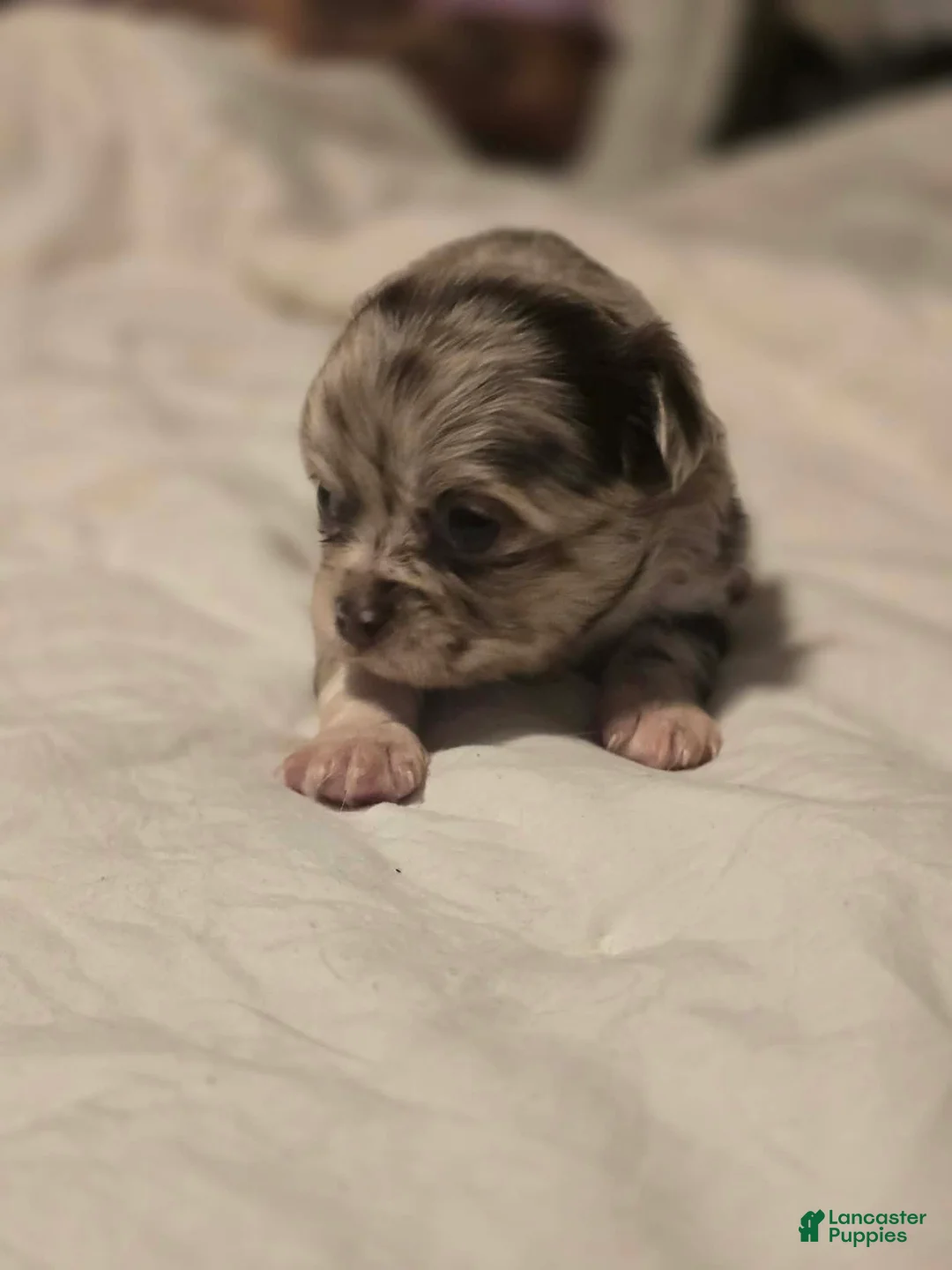 Chihuahua dogs for sale: jasmine - Ad 2