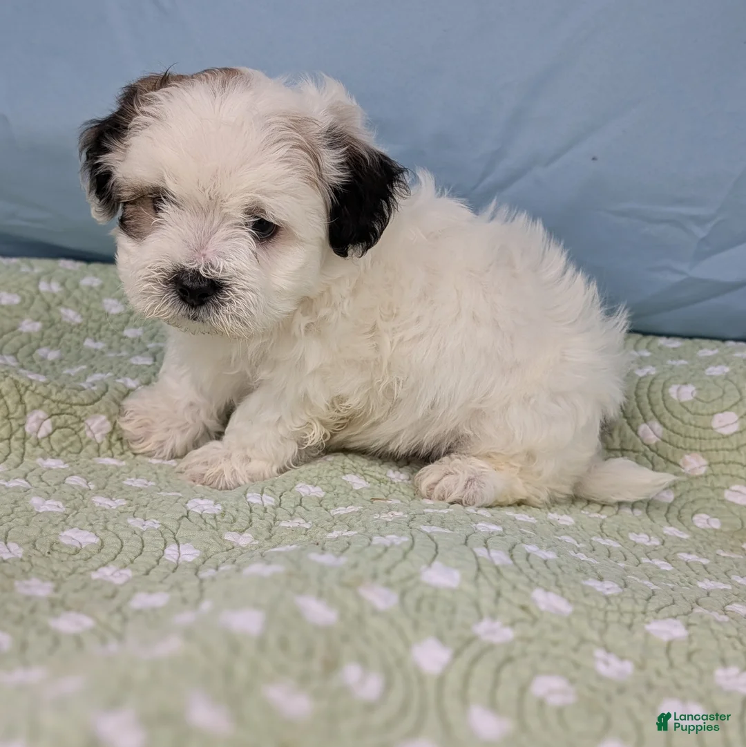 Teddy Bear dogs for sale: Trouble Puff - Ad 3
