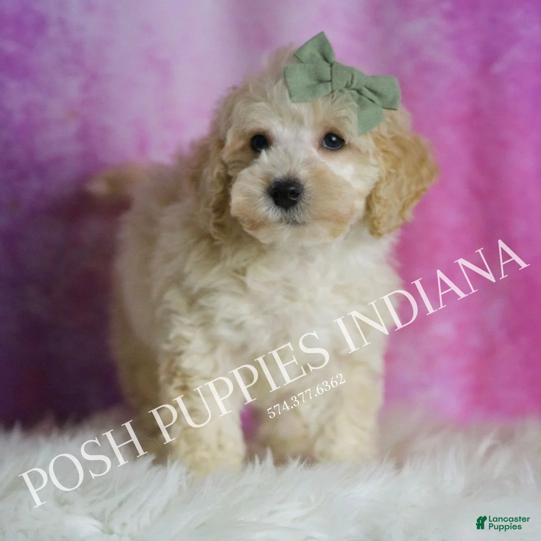Maltipoo dogs for sale: Gumdrop - Ad 4