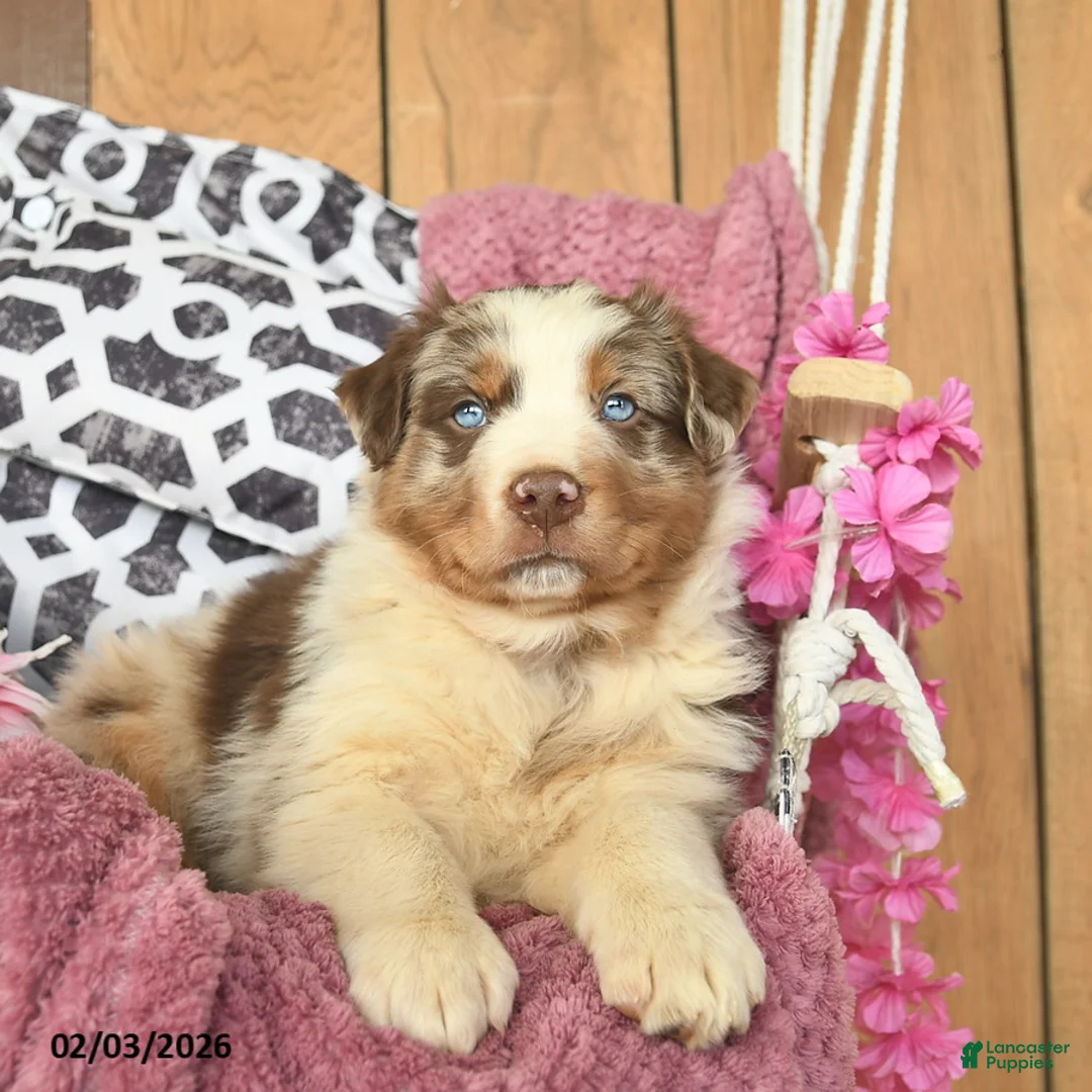 Australian Shepherd dogs for sale: Max  - Ad 2