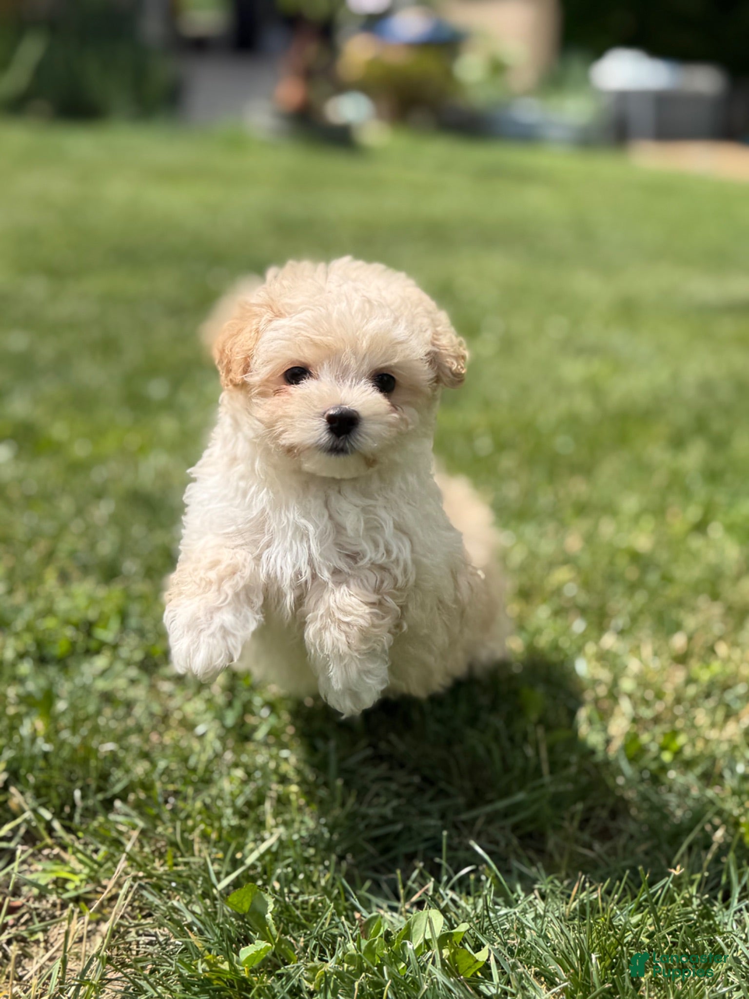 Maltipoo dogs Taffy  - Ad 1