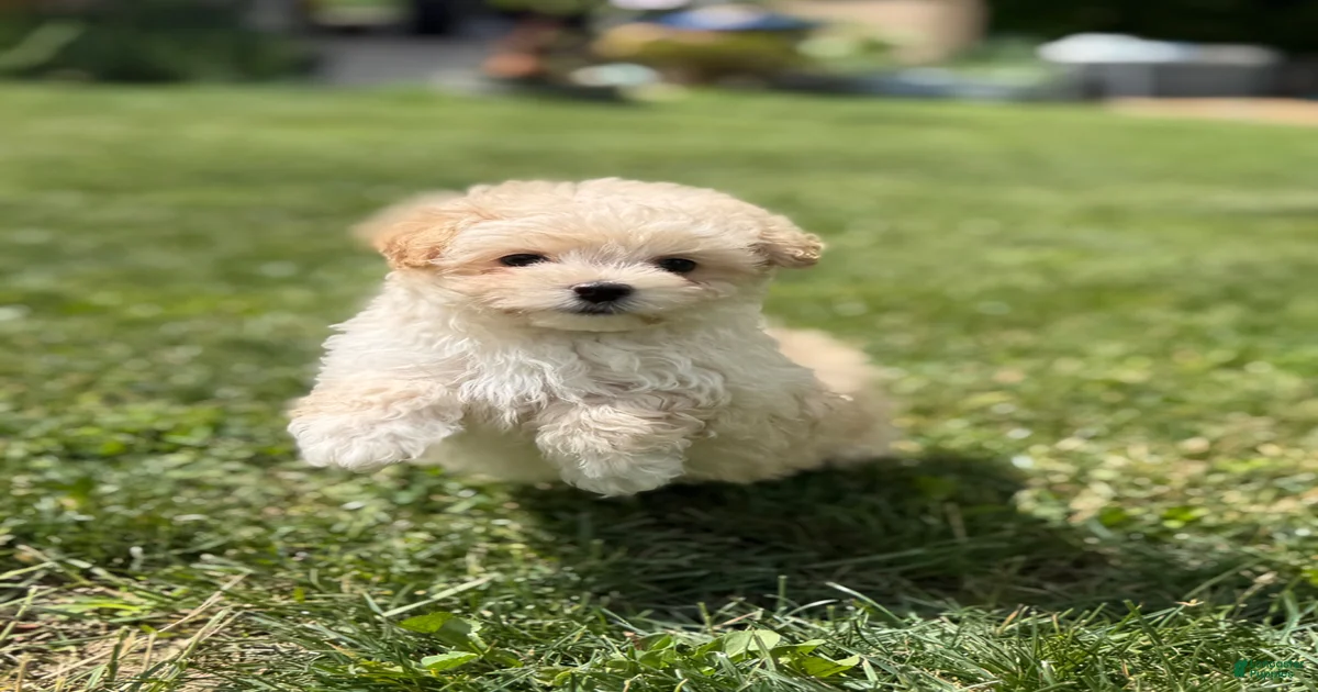 Maltipoo Puppies for sale in Zanesville, Ohio | Lancaster Puppies