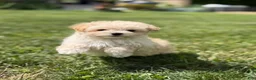 Maltipoo dogs for sale: Taffy  - Ad 1