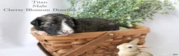 Bordoodle dogs for sale: Titan - Ad 3