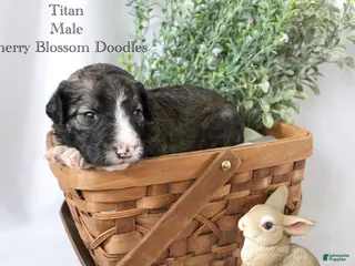 Bordoodle dogs Titan - Ad 15