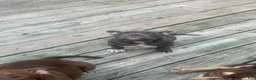 American Bully dogs for sale: Sky - Ad 4