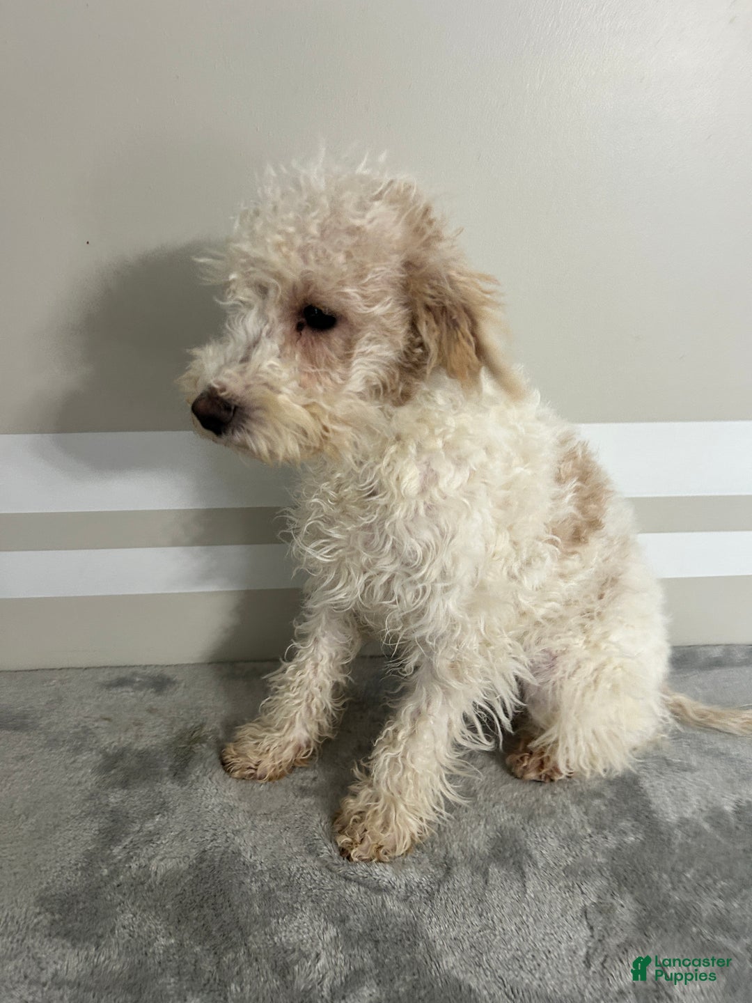 Schnoodle dogs for sale: KitKat - Ad 4