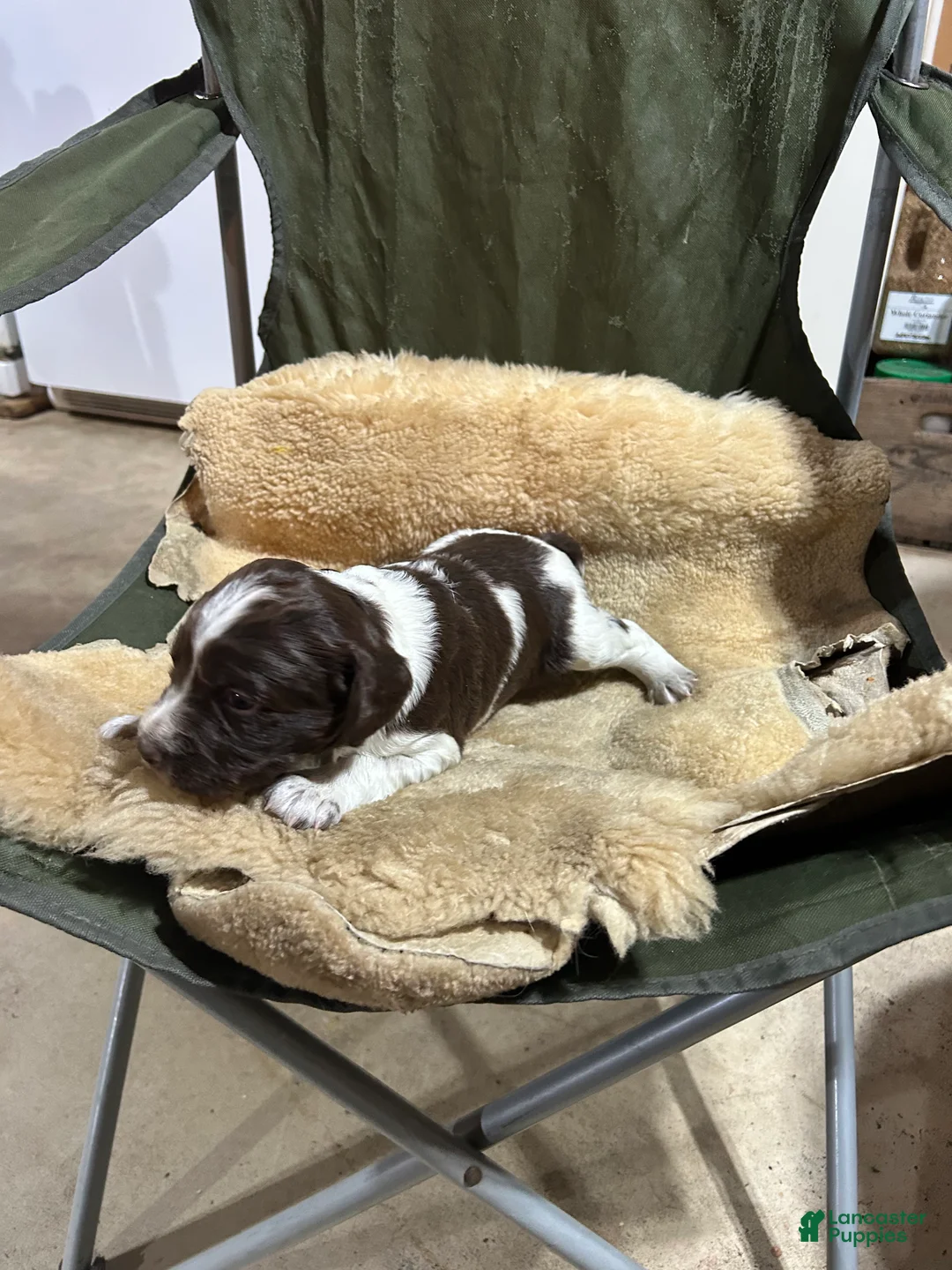English Springer Spaniel dogs for sale: English Springer Spaniel Puppy 2 - Ad 1