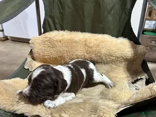 English Springer Spaniel dogs English Springer Spaniel Puppy 2 - Ad 23