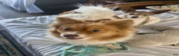 Pomeranian dogs for sale: Rayna  - Ad 4