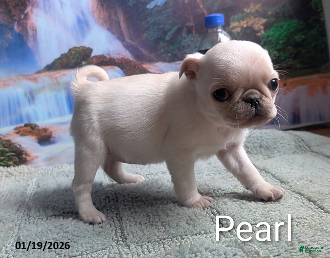 Pug dogs for sale: Priceless Pearl - Ad 4