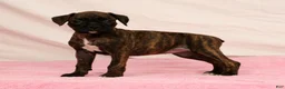 Boxer dogs for sale: Midnight - Ad 6