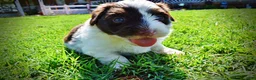 Havapoo dogs for sale: Teddy - Ad 11
