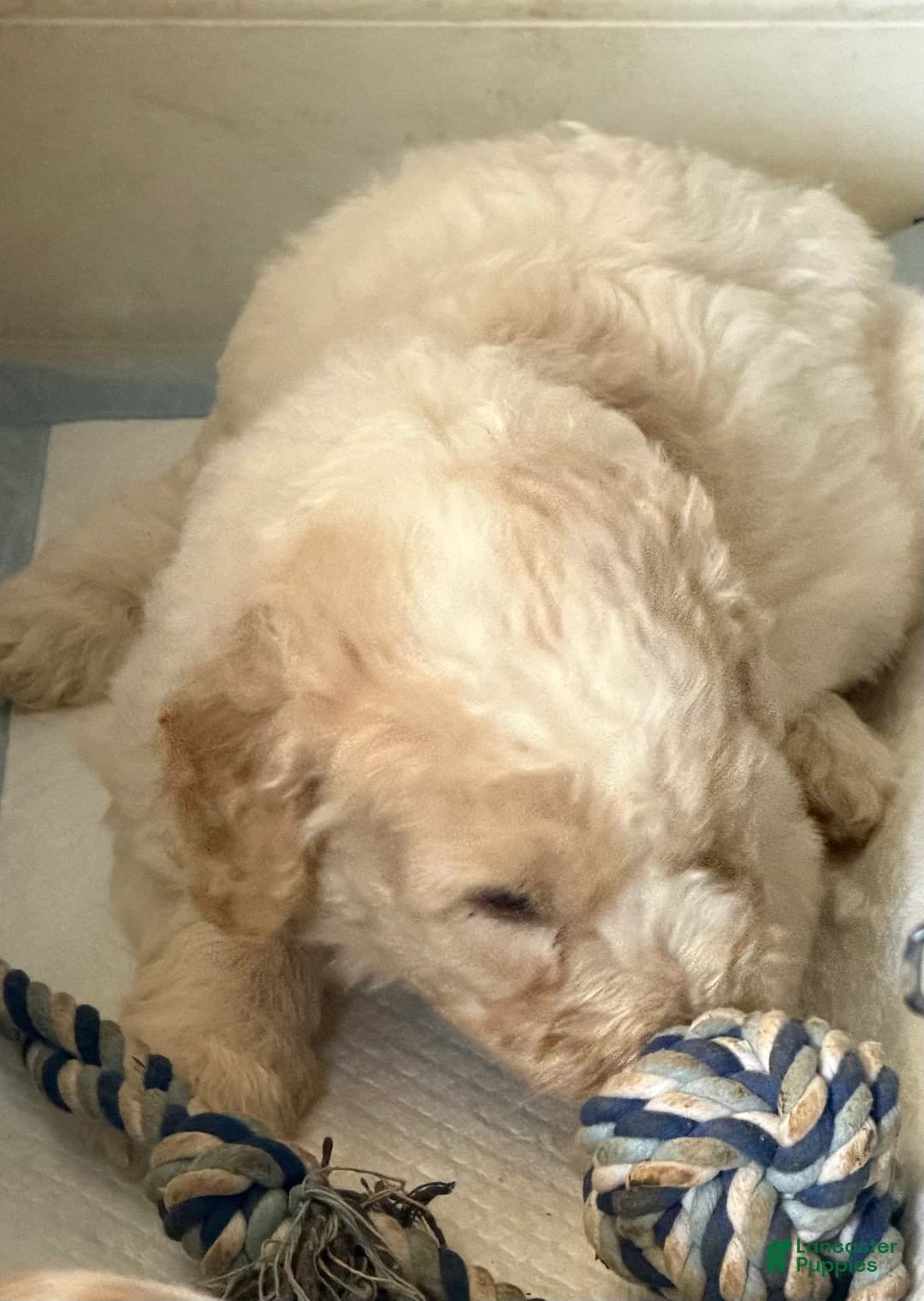 Aussiedoodle dogs for sale: Kira - Ad 2