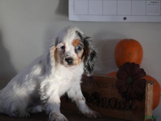 English Cocker Spaniel dogs - Ad 38