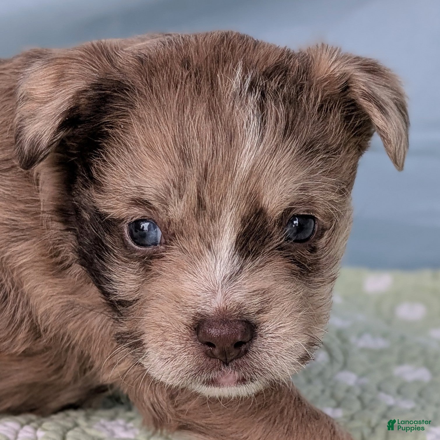 Mixed Breed dogs Queen - Ad 27