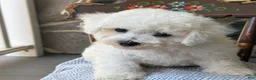 Bichon Frise dogs for sale: Jeffrey - Ad 8