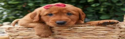 Golden Retriever dogs for sale: Quinny 🐾  - Ad 7